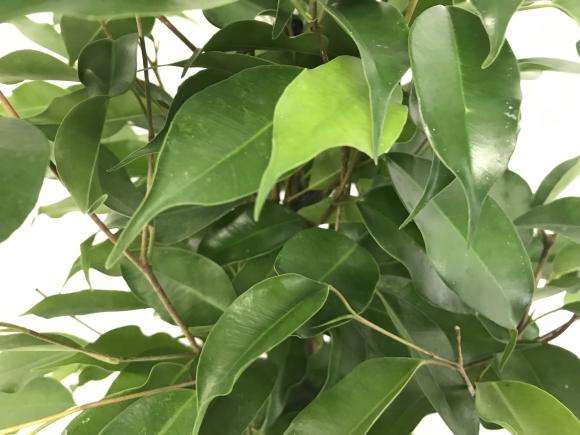 Ficus benjamina