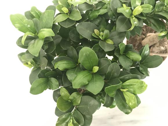 Ficus Ginseng Bonsai