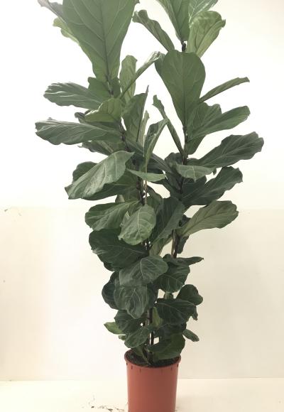 Ficus Lyrata