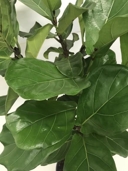 Ficus Lyrata