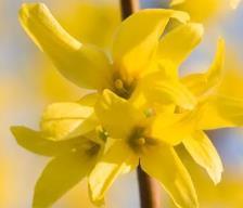 Forsythia interm. 'Lynwood'