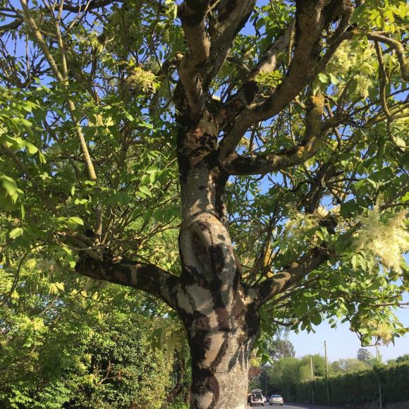 Fraxinus ornus 'Meczek'