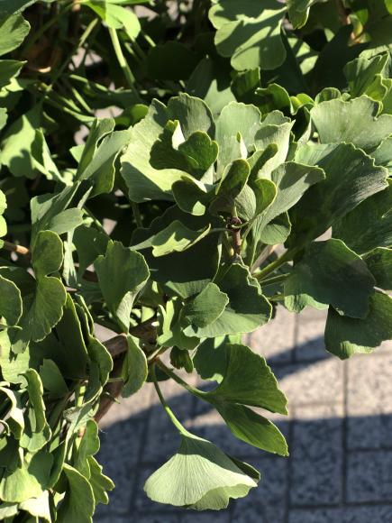 Ginkgo biloba 'Mariken'