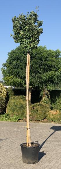 Ginkgo biloba 'Mariken'