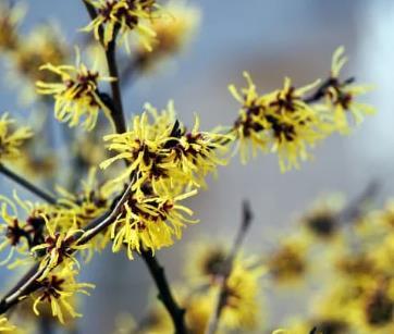 Hamamelis interm. 'Arnold Promise'