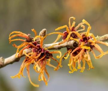 Hamamelis interm. 'Jelena'