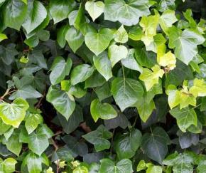 Hedera helix 'Arborescens'
