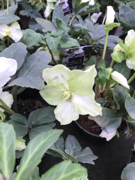 Helleborus niger