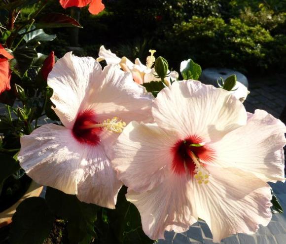 Hibiscus Carousel 'Jolly heart'