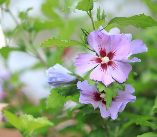 Hibiscus syr. 'Oiseau Blue'