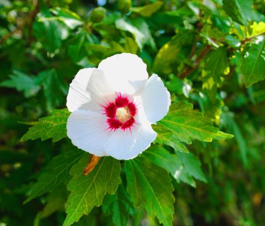 Hibiscus syr. 'Red Heart'