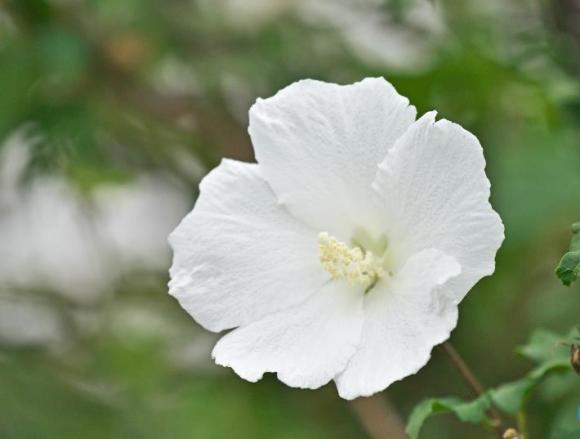Hibiscus syr. 'Totus Albus'
