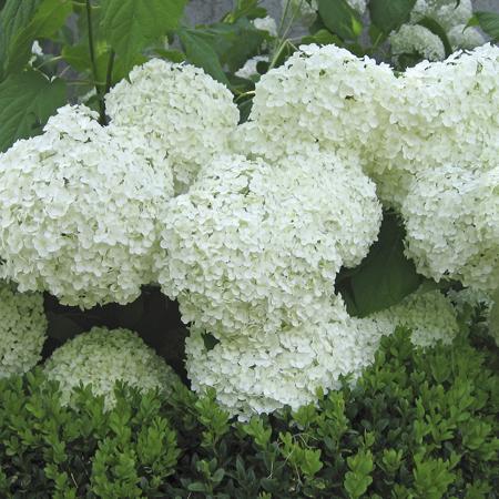 Hydrangea arborescens 'Annabelle'