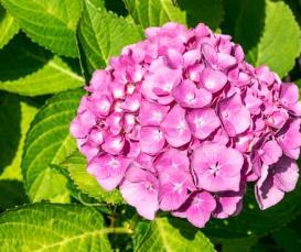 Hydrangea macr. 'Alpengluehen' (Rood)