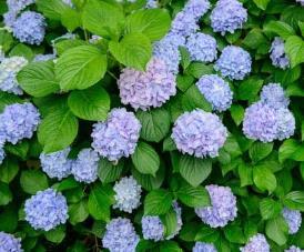 Hydrangea macr. 'Bodensee' (Blauw)