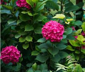 Hydrangea macr. 'King George'