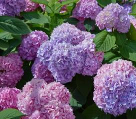 Hydrangea macr. 'Hamburg'