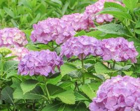 Hydrangea macr. 'Leuchtfeuer'