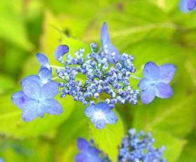 Hydrangea macr. 'Mariesii Perfecta'