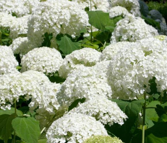 Hydrangea macr. 'Mme E. Mouillère' (Wit)