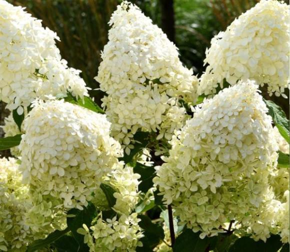 Hydrangea paniculata 'Bobo'