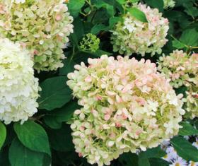 Hydrangea paniculata 'Unique'