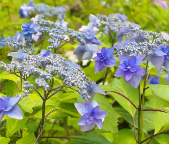 Hydrangea serrata 'Bluebird'