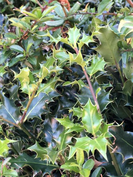 Ilex aquifolium