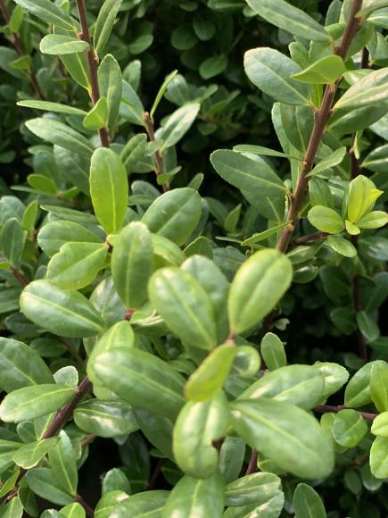 Ilex crenata 'Caroline upright'