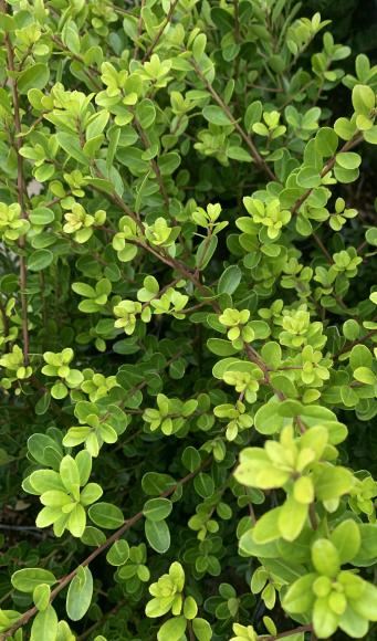 Ilex crenata Convexa