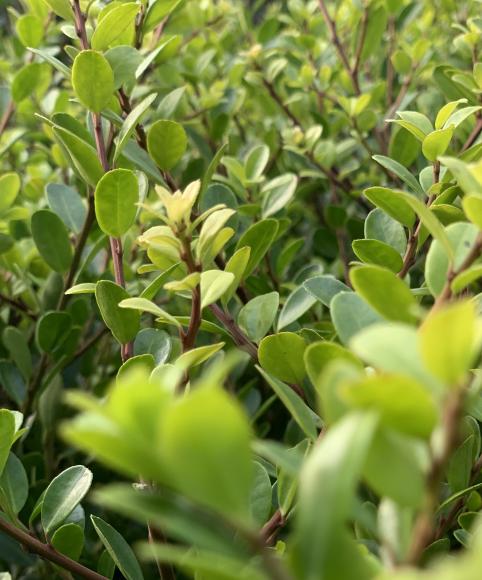 Ilex crenata 'Green hedge'