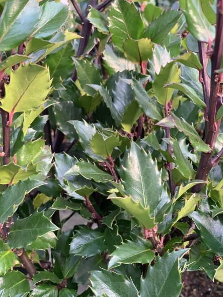 Ilex meserveae 'Blue Prince'