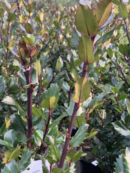 Ilex meserveae 'Blue Prince'