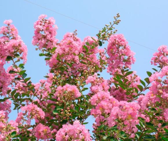 Lagerstroemia indica 'Rosea'
