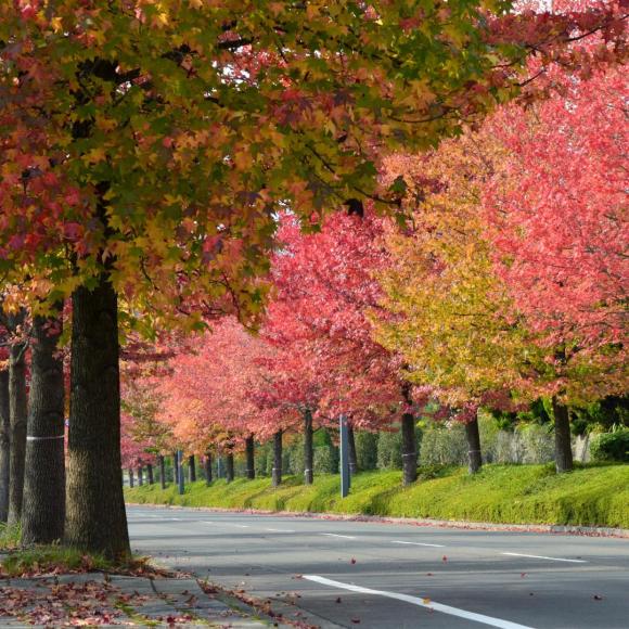 Liquidambar styraciflua 'Kork'