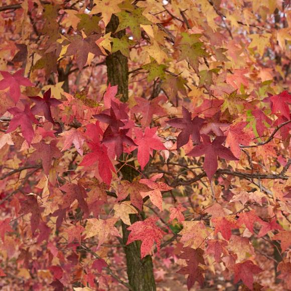 Liquidambar styraciflua 'Kork'