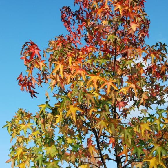 Liquidambar styraciflua 'Slender silhouette'