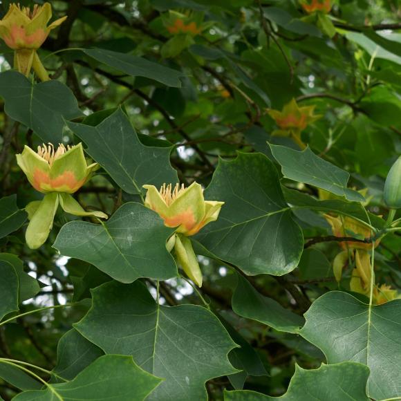 Liriodendron tulipifera Fastigiata