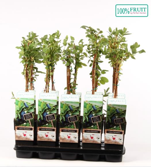 Lonicera Kamtschatica