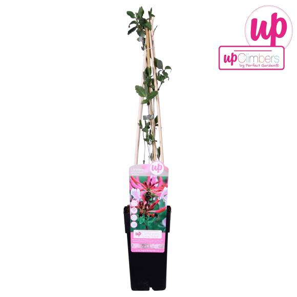 Lonicera pericl. 'Serotina'