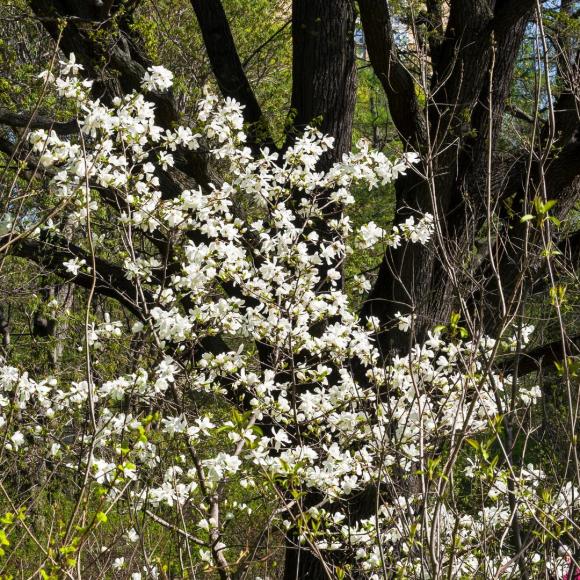 Magnolia 'Loebneri Merril'
