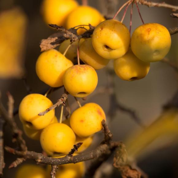 Malus 'Golden Hornet'