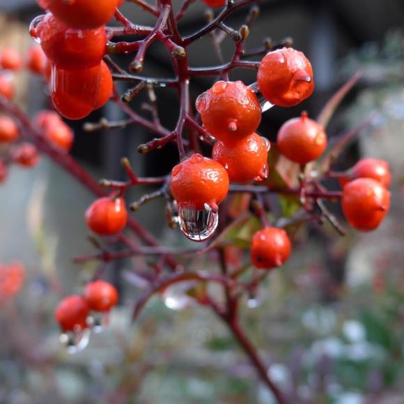 Malus 'Red Sentinel'