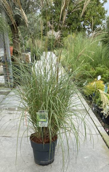 Miscanthus sinensis 'Adagio'