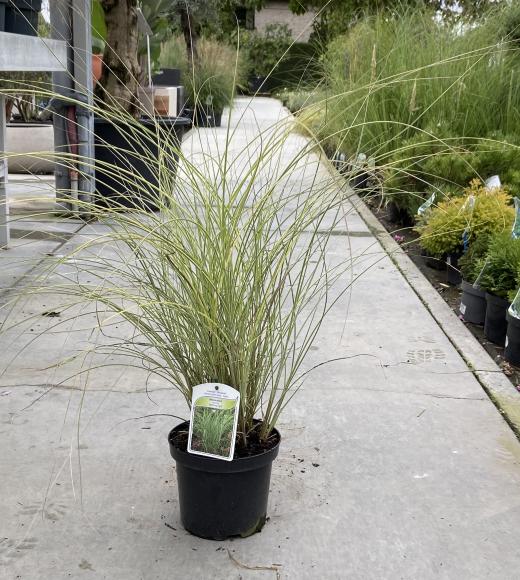 Miscanthus sinensis 'Morning Light'