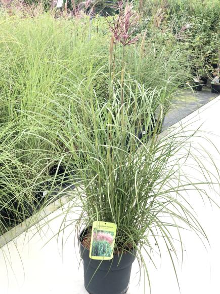 Miscanthus sinensis 'Red chief'
