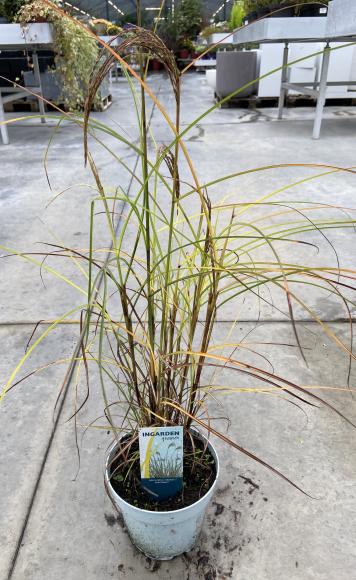 Miscanthus sinensis 'Red Cloud'