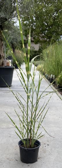 Miscanthus sinensis 'Zebrinus'