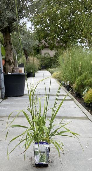 Molinia arundinacea 'Transparant'