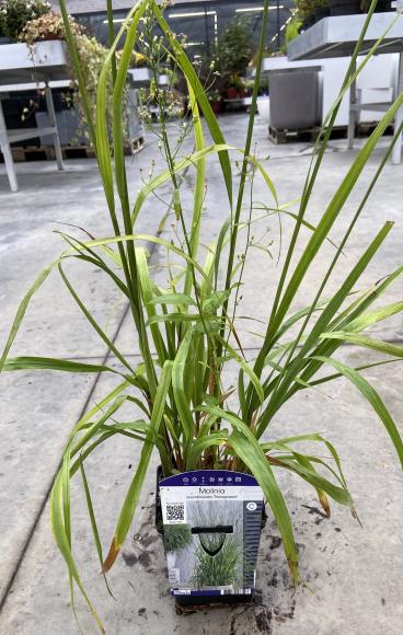 Molinia arundinacea 'Transparant'